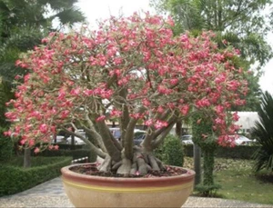 5 Adenium Arabicum Yak Saudi Seeds Desert Rose - Picture 1 of 2