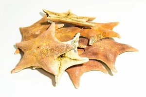 Murciélago estrella de mar cáscara playa boda artesanía real 4"" - 5"" (8 piezas) #JC-54 - Imagen 1 de 5