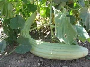 25+ Armenian Yard Long Cucumber Seeds ------------ ORGANIC - HEIRLOOM - Picture 1 of 3