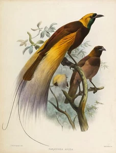 Plate No 2 Paradisea Apoda Birds of Paradise by Daniel Elliot Giclee Repro - Picture 1 of 2