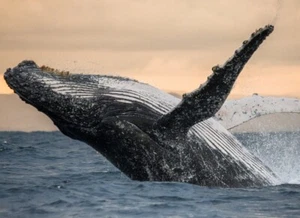 Photo Wall Mural-HUMPBACK WHALE-(721J)NON WOVEN-Ocean Dolphin Wallpaper Panorama - Picture 1 of 1