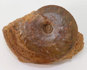 Ammonit, Oecotraustes sp, Jura, Bajoc, Sengenthal, Deutschland -k78 - Picture 1 of 3