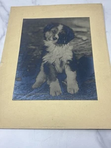 Antique Photograph Of Puppy Signed By Artist Ernest Rawleigh St Bernard - Picture 1 of 4