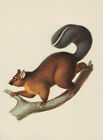 Hundskusu (Trichosurus caninus) Short-eared possum Farbdruck von 1976