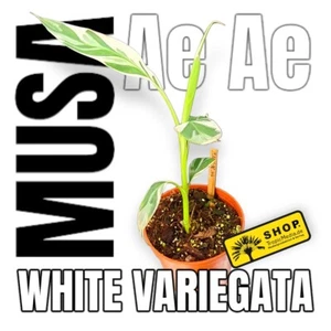 Musa Variegata Pflanze - Variegata Banane - 50 cm - Bild 1 von 3