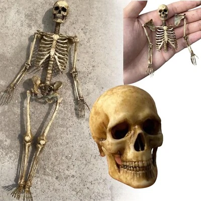 1/12 Scale Human Skeleton Pvc Model 7-Inch Action Figure Accessory Toy - Image 1 of 4
