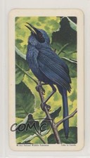 1964 Brooke Bond Red Rose Tropical Birds Tea American Blue Backs Mockingbird 9aj