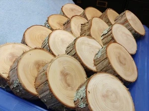 (3) Redwood Live Edge 4" Wood Slice Cookies 1.5" Thick Bases Mounting Tillandsia - Picture 1 of 11