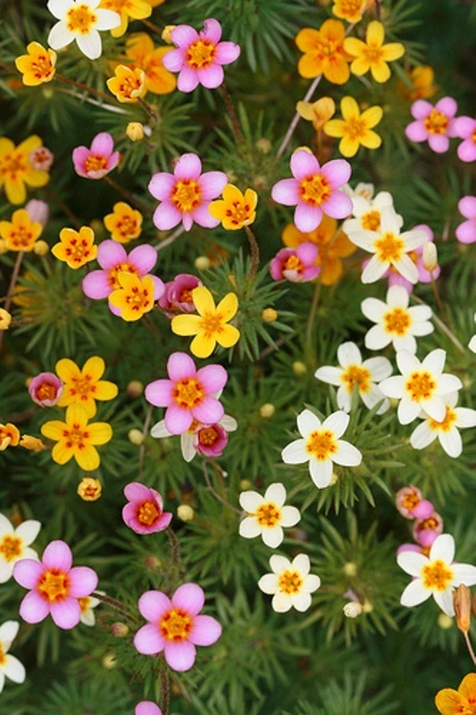 40 graines de LEPTOSIPHON ( Linanthus Androsaceus) H247 FALSE BABY STARS SEEDS