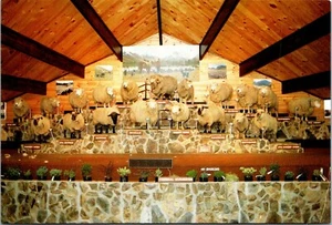 Agrodome Sheep Display Rotorua New Zealand Postcard - Picture 1 of 2