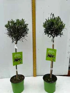 A pair of Standard Olive Trees approx.90cm inc.pot. (olea europa) - Picture 1 of 3