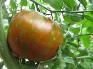 Jabalí negro y marrón - delicioso tomate a rayas - Imagen 1 de 2