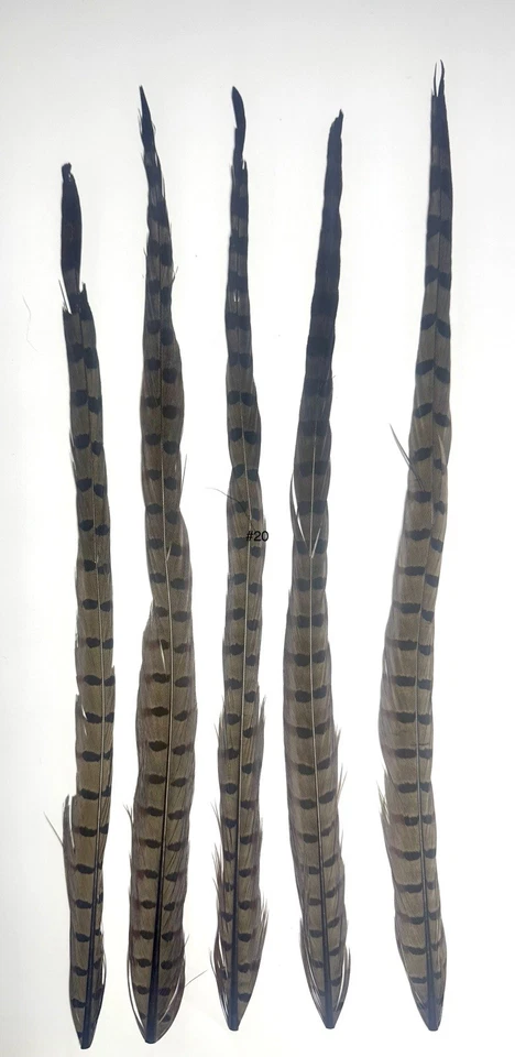 PAQUETE DE 5 PLUMAS DE COLA CENTRAL DE FAISÁN CUELLO ANILLO TEÑIDO / ATAR MOSCAS #20 Foto 1 de 1