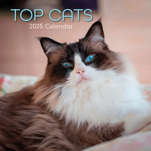 Top Cats - 2025 Square Wall Calendar Pets Animals 16 Months Premium Planner Gift - Picture 1 of 4