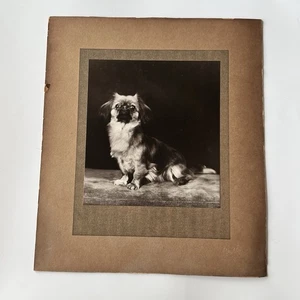 Antique/Vintage Large Photograph On Board Beautiful Pekingese Dog Pekinese - Picture 1 of 9