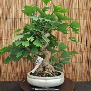Bonsai di Ginko h 47cm Visita il mio negozio! - Foto 1 di 9