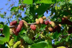 25 Black mulberry, Morus nigra seeds. Tropical fruit tree seed, perennial berry - Picture 1 of 6