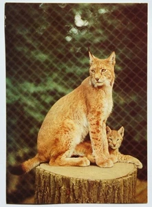 Postkarte Nordluchse im Zoo Dresden - Bild 1 von 2