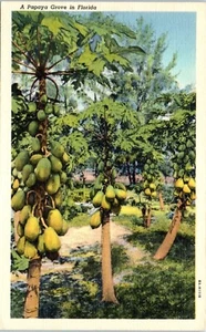A Papaya Grove in Florida Postcard - Picture 1 of 2
