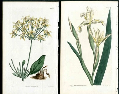Revista botánica Curtis 1812 iris, billete de grúa 2 impresiones antiguas originales Foto 1 de 3