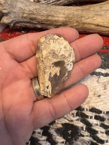 Rascador de espalda de tortuga período bosque encontrado en Kentucky. C3 - Imagen 1 de 18