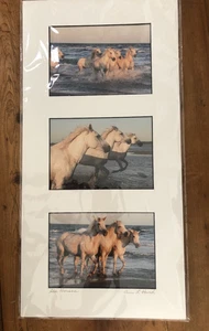 Ann L Hurd Photography of Horses "Sea Horses" Camargue France 3 print Triptych - Picture 1 of 4