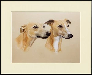 WHIPPET DOGS HEAD STUDY LOVELY DOG PRINT MOUNTED READY TO FRAME - Picture 1 of 1