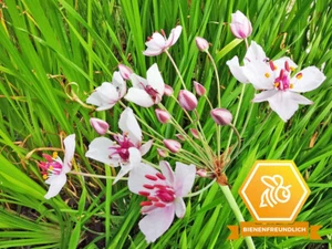 Schwanenblume rosa - Butomus umbellatus Teichpflanze Wasserpflanze Winterhart - Bild 1 von 4