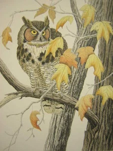 Dave Chapple Peering Out Great Horned Owl Hand Colored Etching Art Print - Picture 1 of 1