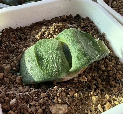 Semilla híbrida Gasteria cultivada, planta viva, suculenta igual que en la foto (1,5 pulgadas) Foto 1 de 3