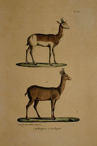 LE NANGUER, NAGOR FROM THE "HISTOIRE NATURELLE.." PUBLISHED PARIS CIRCA 1830. - Picture 1 of 1