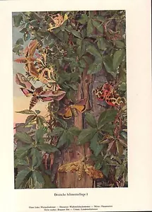 Deutsche Schmetterlinge I Weinschwärmer Brauner Bär Hausmutter Farbdruck 1953 - Picture 1 of 1