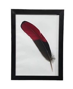 Turaco Wing Feather Red And Dark Blue/Violet Framed - Picture 1 of 3