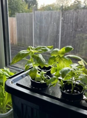 Windowsill Grow Kit: Plants without soil! Easy to use Indoor/Outdoor Hydroponic - Image 1 of 4