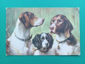 C1910s PC POINTER DOGs & SPANIEL by C. REICHERT - RAPHAEL TUCK SPORTING DOGS - Picture 1 of 2