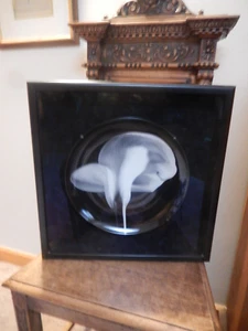 Robert MAPPLETHORE - Swid Powell - Framed CALLA LILY - Plate 1984 - 18" x 18" - Picture 1 of 7