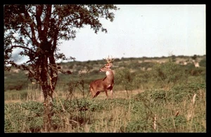 Postcard One Lonely Buck in a Field of Grass - Picture 1 of 2