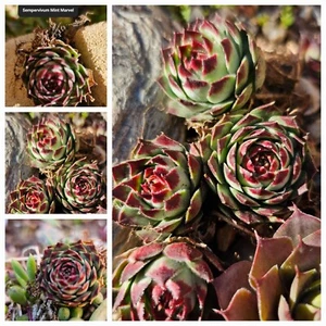Sempervivum 10 Pack(D) With Roots / No Repeats - Picture 1 of 24