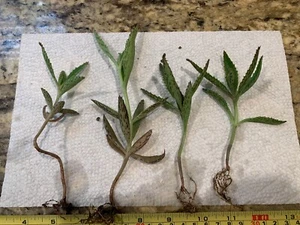 Four 3"- 4" Kalanchoe Live Mother of Thousands (Alligator Plants) bare root - Picture 1 of 6