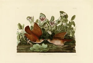 No.167 Key West Dove Audubon Print Repro Havell Edition Double Elephant Folio - Picture 1 of 1