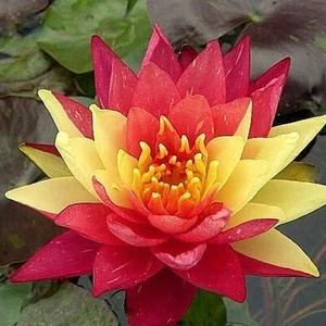 Wanvisa water lily - pond plants water lilies aquatic plants - Picture 1 of 3