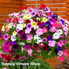 TRAILING PETUNIA MIX BALCONY - 2 000 SEEDS - Petunia hybrida pendula - FLOWER