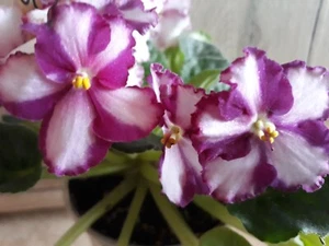 African Violet " Saturn " 2 Blätter Usambaraveilchen.   - Bild 1 von 2