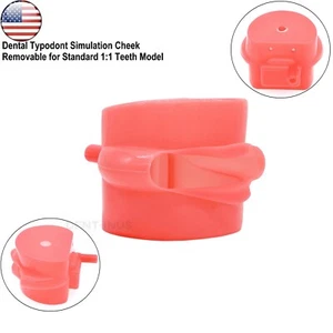 US Dental Rubber Simulation Cheek 200/500 Type Teeth Model fits Kilgore NISSIN - Picture 1 of 8