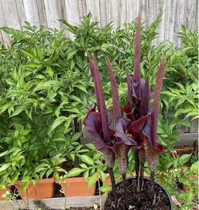 KONJAC (Amorphophallus) - 5 x BULBLETS - Picture 1 of 5