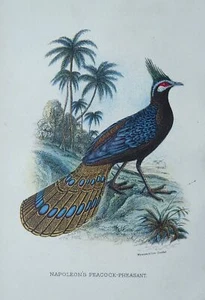 Game Birds NAPOLEON'S PEACOCK PHEASANT Original Victorian Print c1897 - Picture 1 of 2