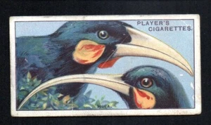 THE HULA 1929 JOHN PLAYER CIGARETTES CURIOUS BEAKS #25 VG - Picture 1 of 2