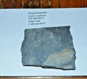 F10 Fossil Trilobite Temprano Delta del Cámbrico Utah Recoleccionado 10/19 - Imagen 1 de 1