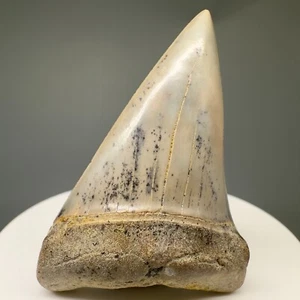 Beautiful, colorful 2.23"  Fossil Extinct Mako Shark Tooth - Bakersfield, CA - Picture 1 of 4
