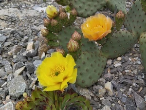 Opuntia aurea - 1x cutting - WINTER HARDY - Imagen 1 de 5